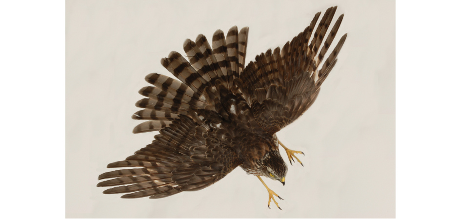 taxidermy mount flying sharp-shinned hawk