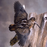 Mounted American Woodcock