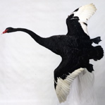 Taxidermied Black Swan banking