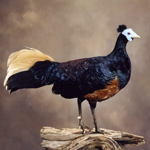 Taxidermied Bornean-Crested Fireback