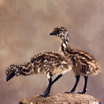 more taxidermy Emu chicks