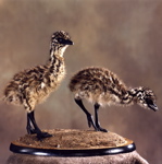 two mounted emu chicks, seen from right