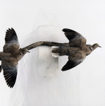 Mounted Eurasian Collared Dove pair