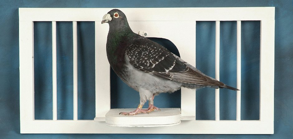 homing pigeon in coop taxidermy mount