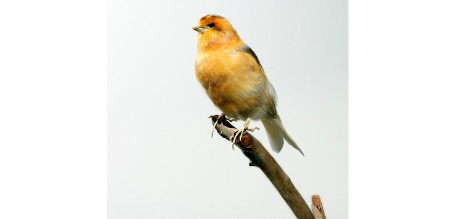 canary taxidermy mount 