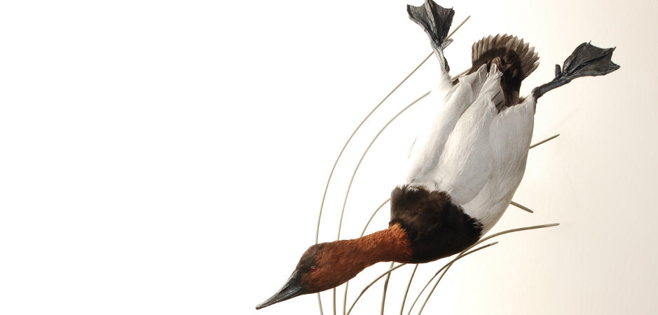 diving canvasback taxidermy mount 
