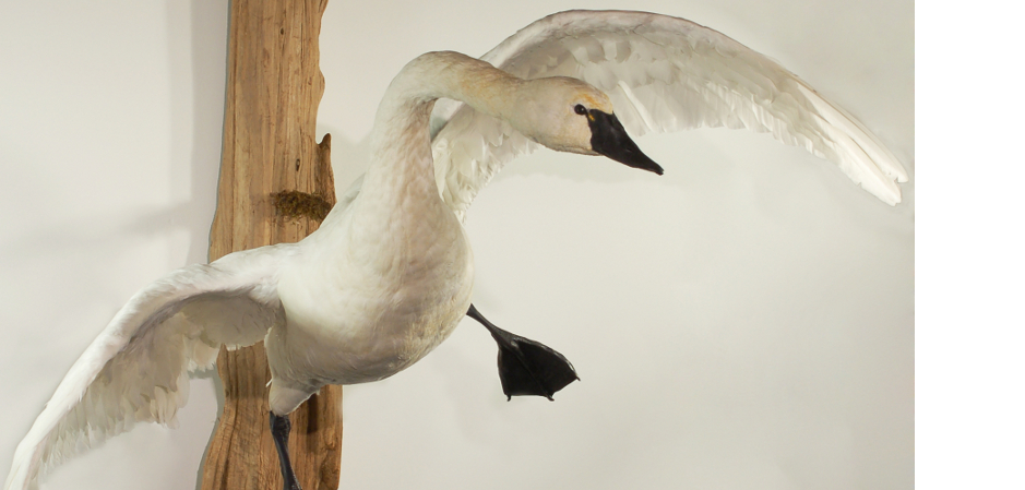 taxidermy mount of flying tundra swan