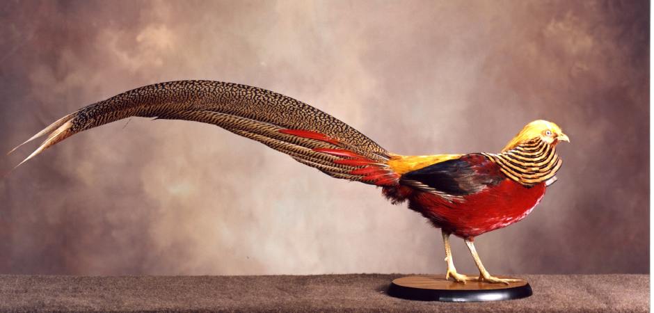 Red golden Pheasant taxidermy mount 
