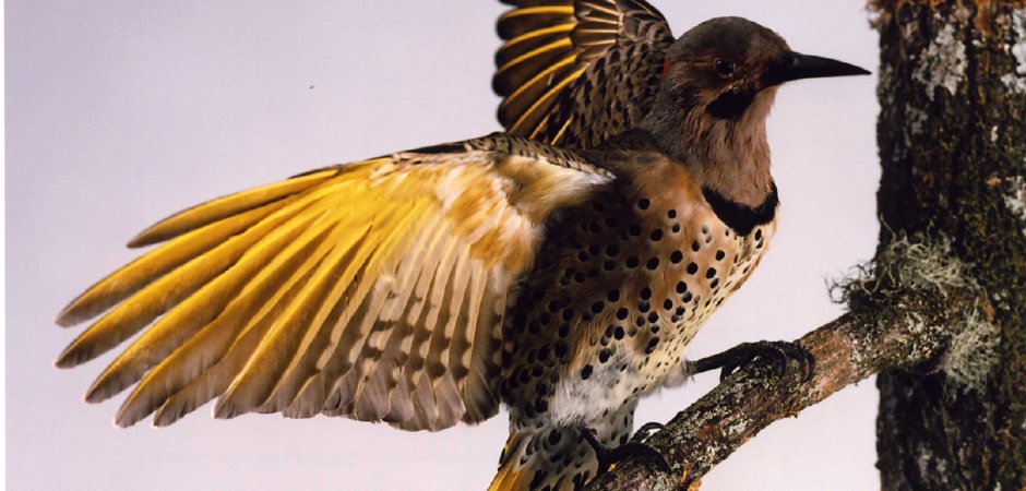 Yellow shafted flicker taxidermy mount 