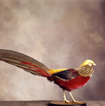Taxidermied Red-Golden Pheasant