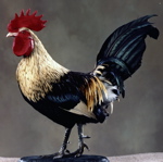Mounted Old English Rooster