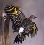 Yellow-shafted Flicker mount