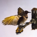 Mounted Yellow-shafted Flicker wings