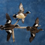 American Wigeon Trio--flying, right turn