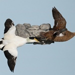Atlantic Eider pair flying