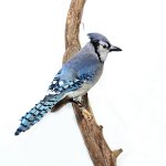 Blue Jay--view 1