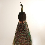 Java Green Peafowl (pheasant) back