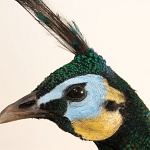 Java Green peafowl close-up