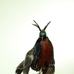 Koklass Pheasant--displaying right turn; view 2