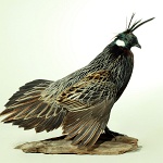 Koklass Pheasant--displaying, right turn; view 1