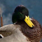 Mallard--standing with pond scenery closeup