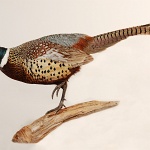 Ring-necked pheasant (71)