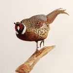 Ring-necked pheasant front