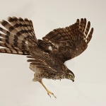 Sharp-shinned Hawk catching prey