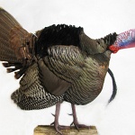 Wild Turkey--gobble-strut