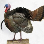 Wild Turkey--half-strut, slight right turn; view 2