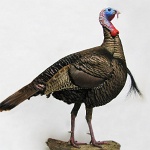 Wild Turkey--standing, right turn