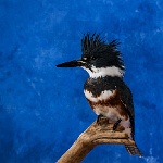 Belted Kingfisher, front view_thumb