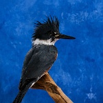 Belted Kingfisher, rear view_thumb