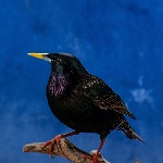 European Starling, front view_thumb
