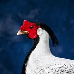 Silver Pheasant, close view_thumb