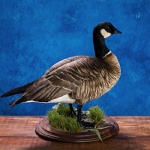Aleutian Cackling Goose--standing, view 1