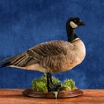 Aleutian Cackling Goose--standing, view 2