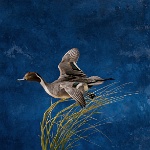 Northern Pintail-- flying over marsh grass