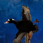 Surf Scoter--flaring, breast out