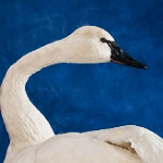 Tundra Swan-- looking back, view 3