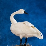 Tundra Swan--looking back, view 2