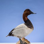Canvasback standing view 1