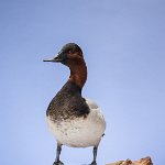 Canvasback standing view 2