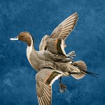 Northern Pintail, banking head up