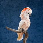 Salmon-crested Cockatoo