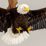 Bald-Eagle-thumbnail image