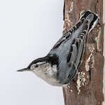 white-breasted-nuthatch-thumb